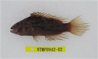 藏品(雙斑唇魚)的圖片